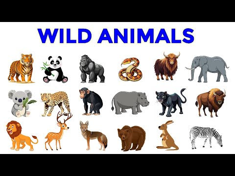 Learning Plus (Wild Animals).