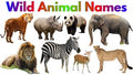 Learning Plus (Wild Animals).