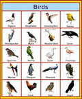 Learning Plus (Birds Charts).