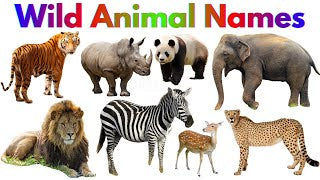 Learning Plus (Wild Animals).